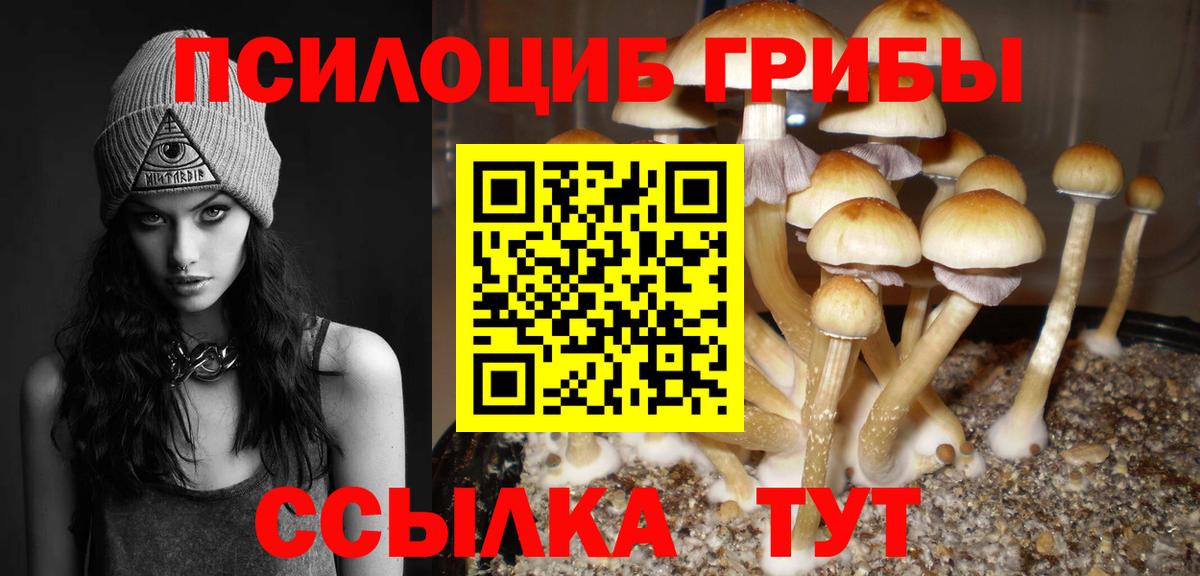 Псилоцибиновые грибы Psilocybe Урюпинск